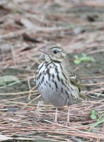 Olive-backed Pipit - Anthus hodgsoni