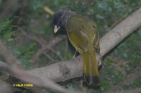 Collared Finchbill - Spizixos semitorques