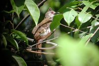 Puff-backed Bulbul - Pycnonotus eutilotus