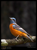 Blue-capped Rock-Thrush - Monticola cinclorhynchus