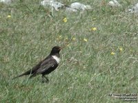 Ring Ouzel - Turdus torquatus