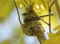 Blue-gray Gnatcatcher - Polioptila caerulea