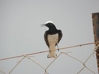 Hooded Wheatear - Oenanthe monacha