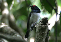 Black-throated Wattle-eye - Platysteira peltata
