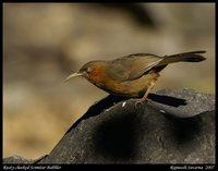 Rusty-cheeked Scimitar-Babbler - Pomatorhinus erythrogenys