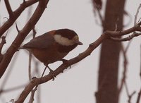 Varied Tit - Sittiparus varius