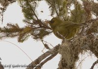 Mountain Black-eye - Chlorocharis emiliae