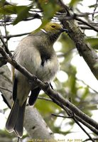 White-plumed Honeyeater - Lichenostomus penicillatus