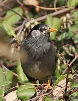 White-cheeked Starling - Sturnus cineraceus