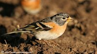 Brambling - Fringilla montifringilla