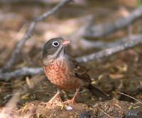 Gray-hooded Bunting - Emberiza buchanani