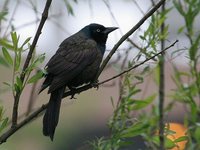 Common Grackle - Quiscalus quiscula