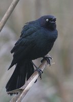 Brewer's Blackbird - Euphagus cyanocephalus