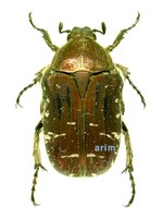 Eucetonia pilifera - 꽃무지