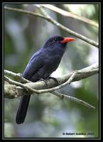 Black-fronted Nunbird