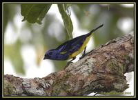 Turquoise Tanager