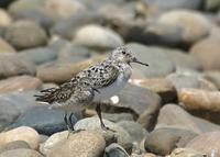 Sanderling at Modesto STP 8/3/05 © 2005 Jim Gain