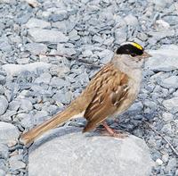 Golden-Crowned Sparrow