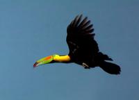Keel-billed Toucan on the up-flap  