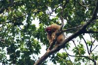 White Uakari Monkey