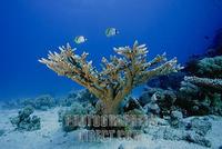 Butterflyfishes swim above a stony coral , Acropora stock photo