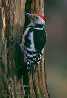 Dendrocopos medius 2414 UK: Middle Spotted Woodpecker DE: Mittelspecht FR: Pic mar ES: Pico Medi...