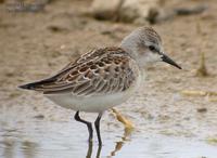 Red-Necked Stint Calidris ruficollis 좀도요