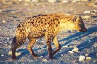 Photograph of a spotted hyaena