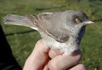 Barred Warbler (Sylvia nisoria)