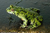 : Bombina orientalis; Oriental Fire-Bellied Toad