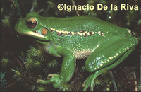 : Hypsiboas andinus