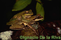 : Hypsiboas marianitae
