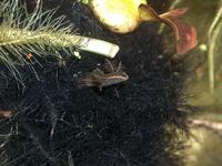 : Pseudobranchus axanthus; Southern Dwarf Siren