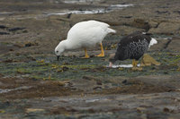 : Chloephaga hybrida; Kelp Goose