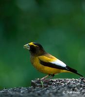 : Coccothraustes vespertinus; Evening Grosbeak