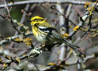 : Dendroica townsendi; Townsend's Warbler