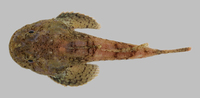 : Dasycottus setiger; Spinyhead Sculpin