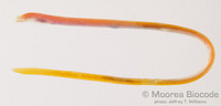 : Moringua sp.