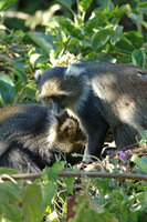 : Cercopithecus mitis; Sykes Monkey