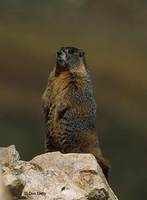 : Marmota flaviventris; Yellow-bellied Marmot