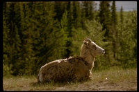 : Ovis canadensis; Mountain Sheep