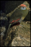 : Tauraco erythrolophus; Red-crested Turaco