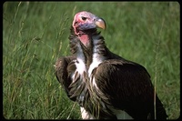 : Torgos tracheliotus tracheliotus; Lappet Faced Vulture (Nubian)