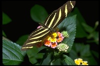 : Heliconius charithonia; Zebra Longwing Butterfly