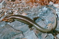 : Eumeces gilberti rubricaudatus; Western Red-tailed Skink