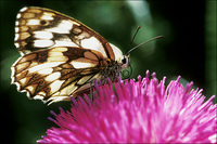 : Melanargia galanthea; Marbled White
