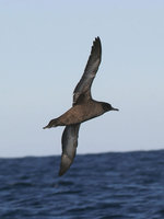 Sooty shearwater