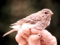 Rosefinch, Carpodacus erythrinus