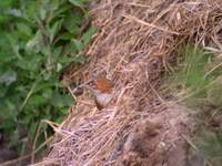 Rusty-cheeked Scimitar Babbler (Pomatorhinus erythrogenys) 2005. január 15. Mangoli Valley