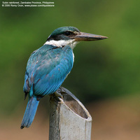 Collared Kingfisher Scientific name: Todiramphus chloris